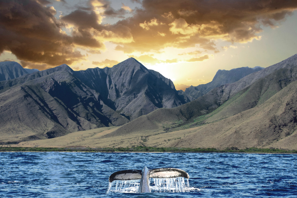 293   West Maui Whale Tail Sun Set By Gilney Lima Art | Maui Fine Art