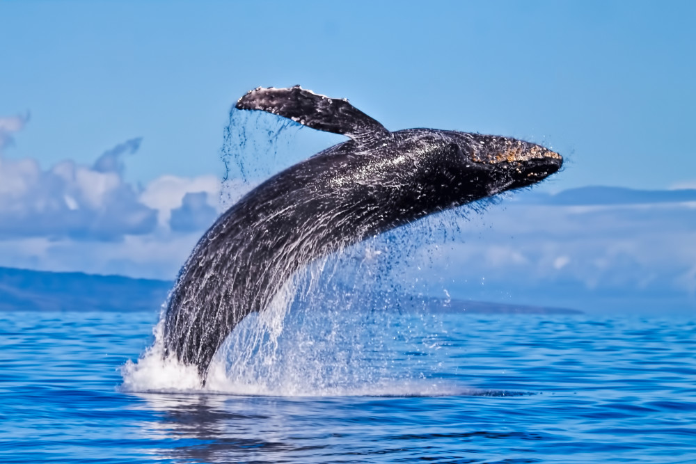 295   Super Whale Breach By Manuel Balesteri Art | Maui Fine Art