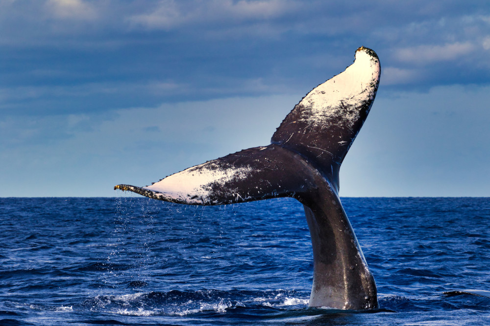301   Maui Whale Tail By Manuel Balesteri  Art | Maui Fine Art
