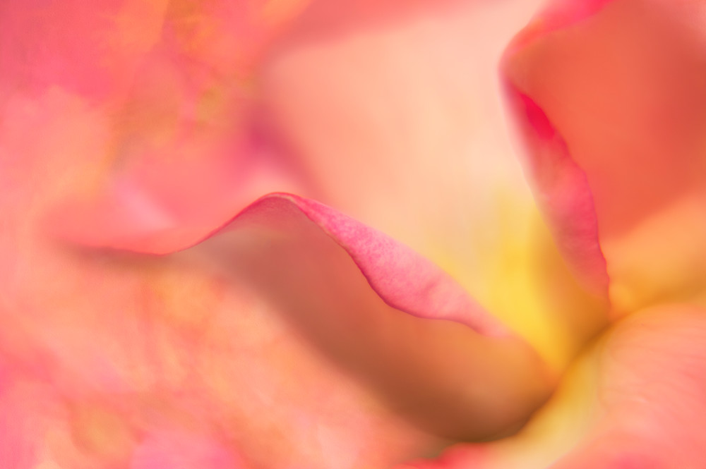 Soft Pink Rosebud Fine-Art Print