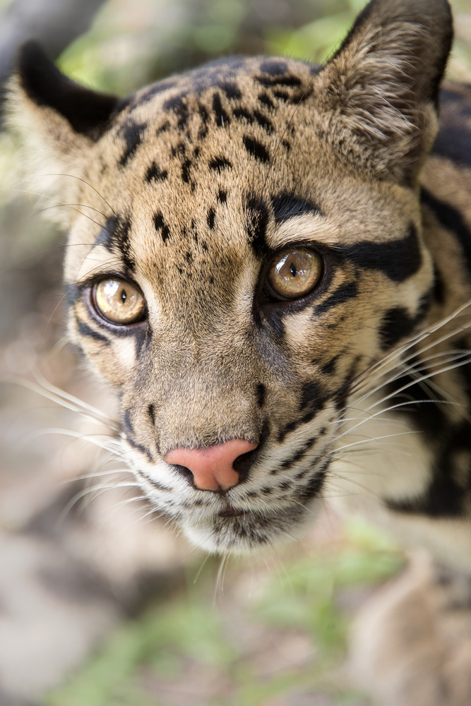 Clouded Leopard up close Photography  
