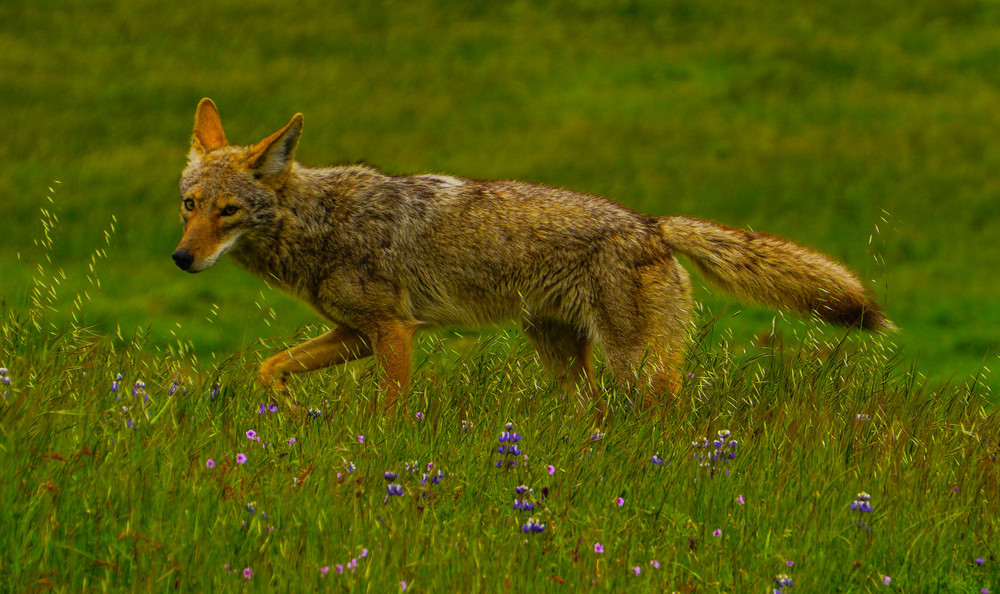 Wylie Coyote  Photography Art | Brad Wright Photography