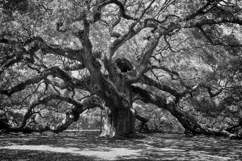 Black and White Print Live Oak Trees Louisiana Landscape 