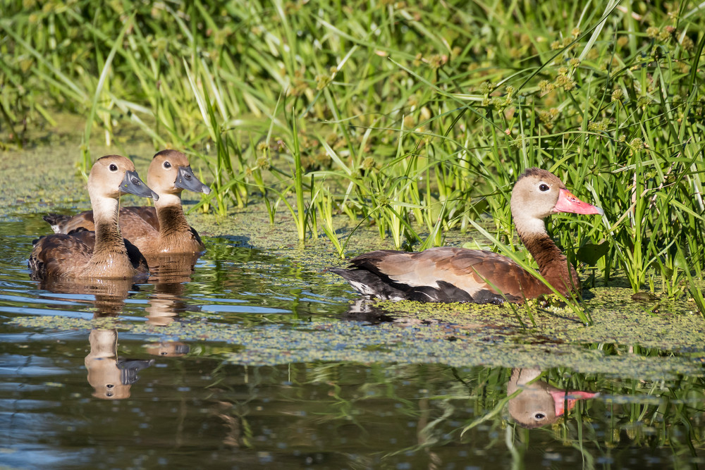 Black-bellied Whistling Duck Family, Damon, Texas