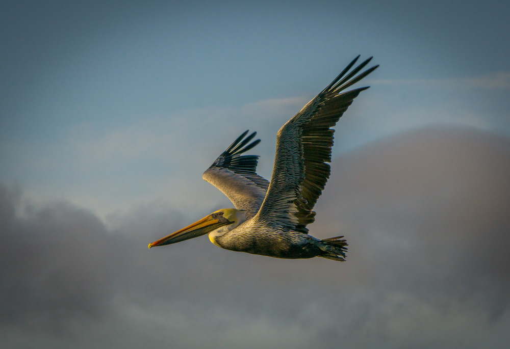 Majestic Pelican Photography Art | Brad Wright Photography