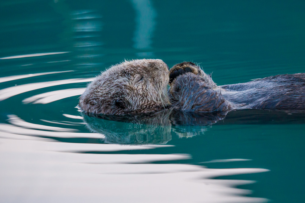 Fine Art Photography Sea Otter Sleeping 
