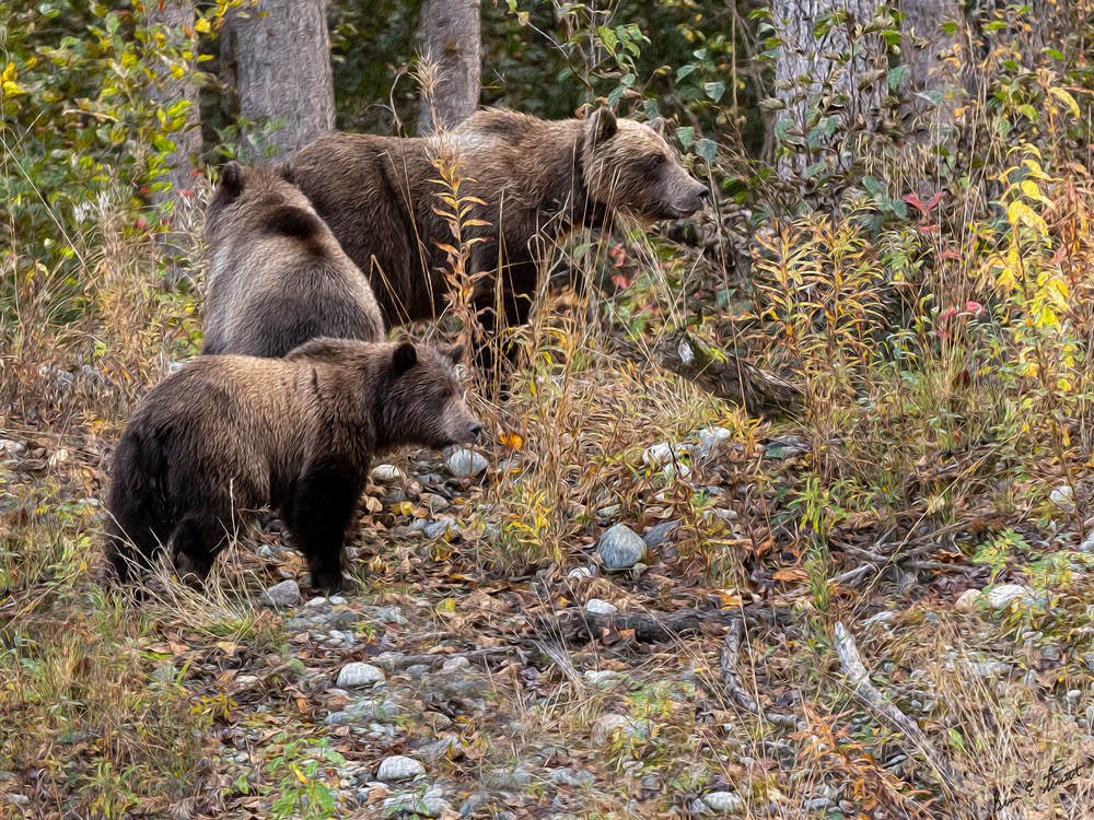 Bear Family In The Fall Wood   Art Print Art | Alaska Wild Bear Photography