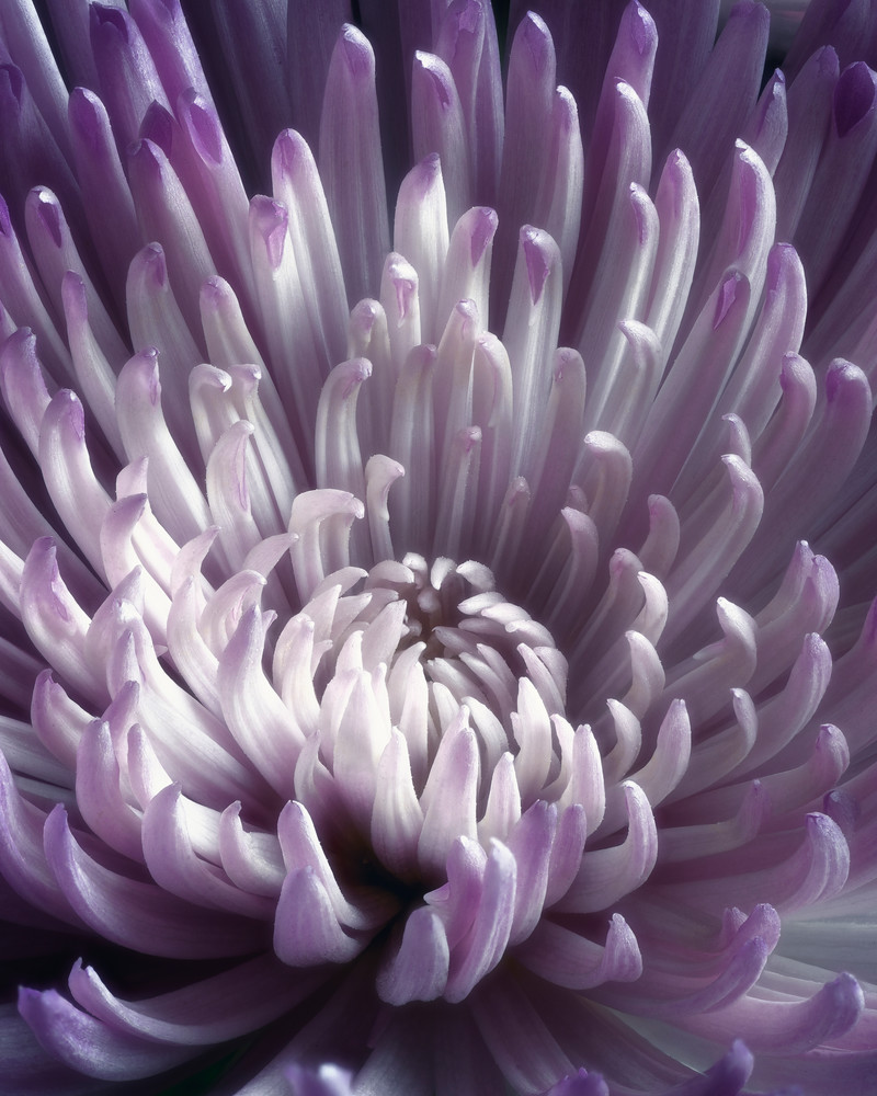 Heart of the chrysanthemum flower photo print.