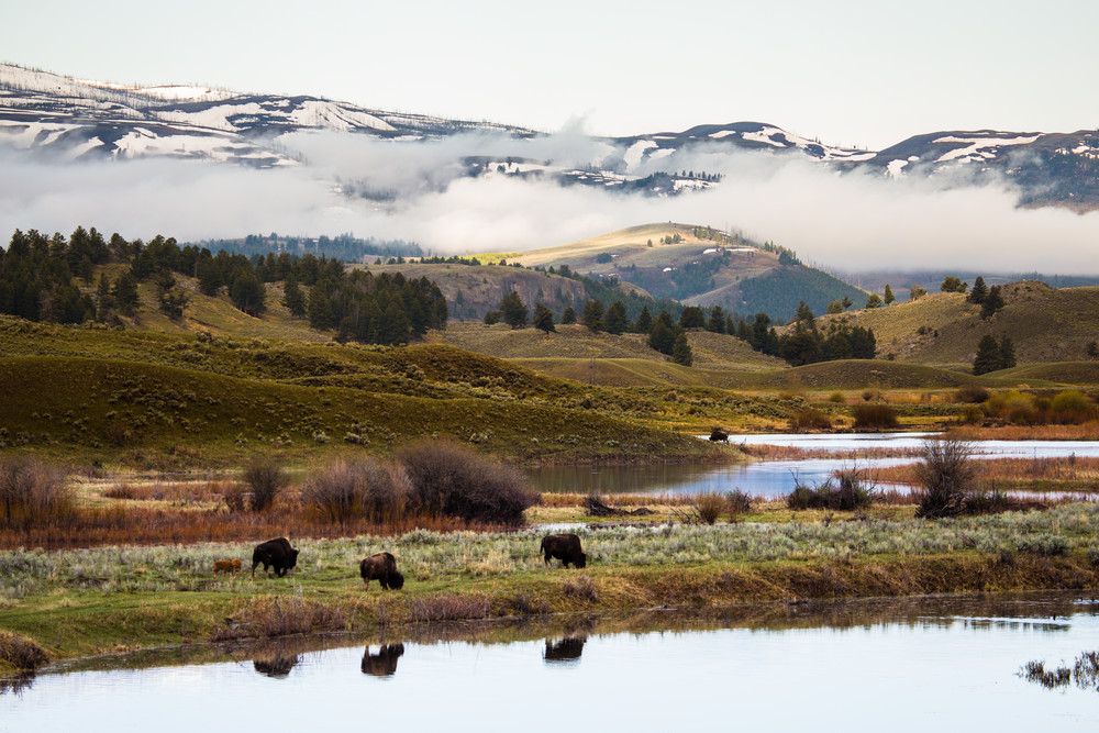 Buffalo Bison In Yellowstone Valley