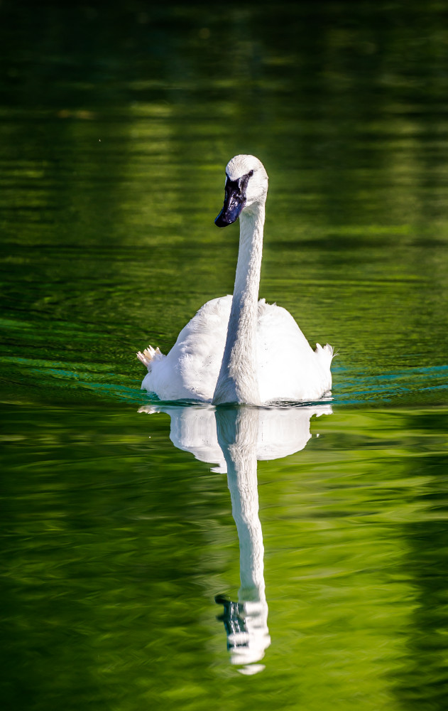 Trumpeter Swan and Refelction Photograph