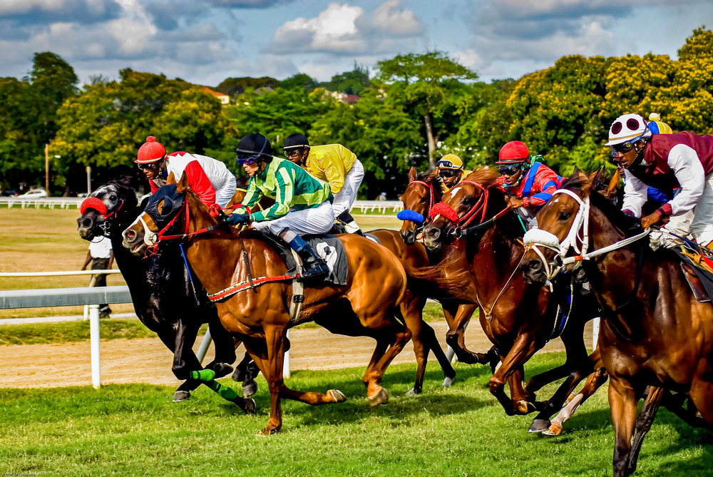 Barbados Horse Race Photography Art | Cardinal ArtWorks LLC