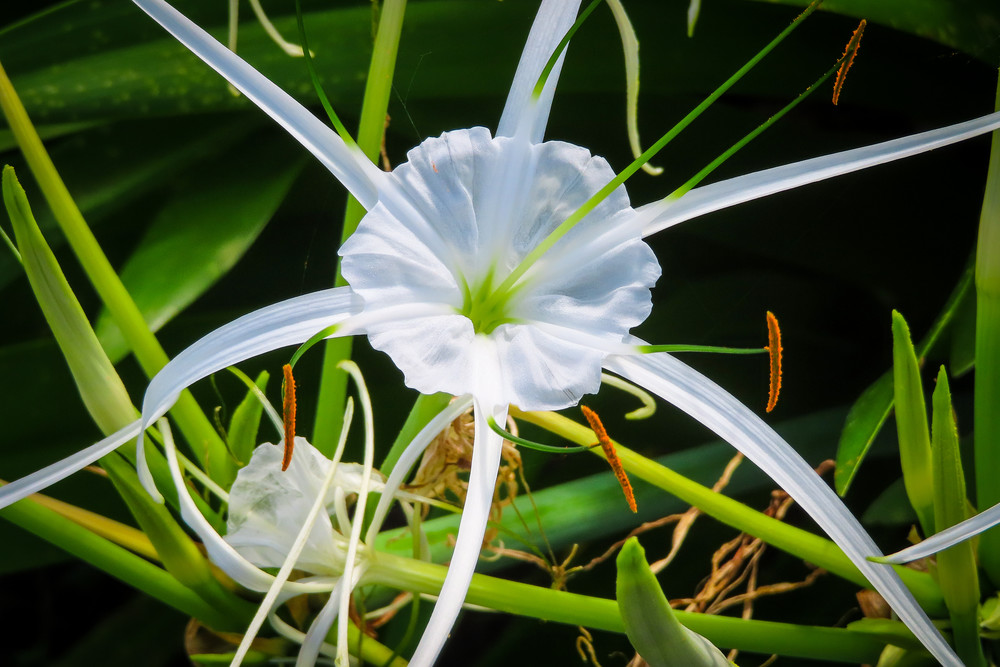 Lafreniere Park Beach Spider Lilies Photography Collection | Eugene L Brill