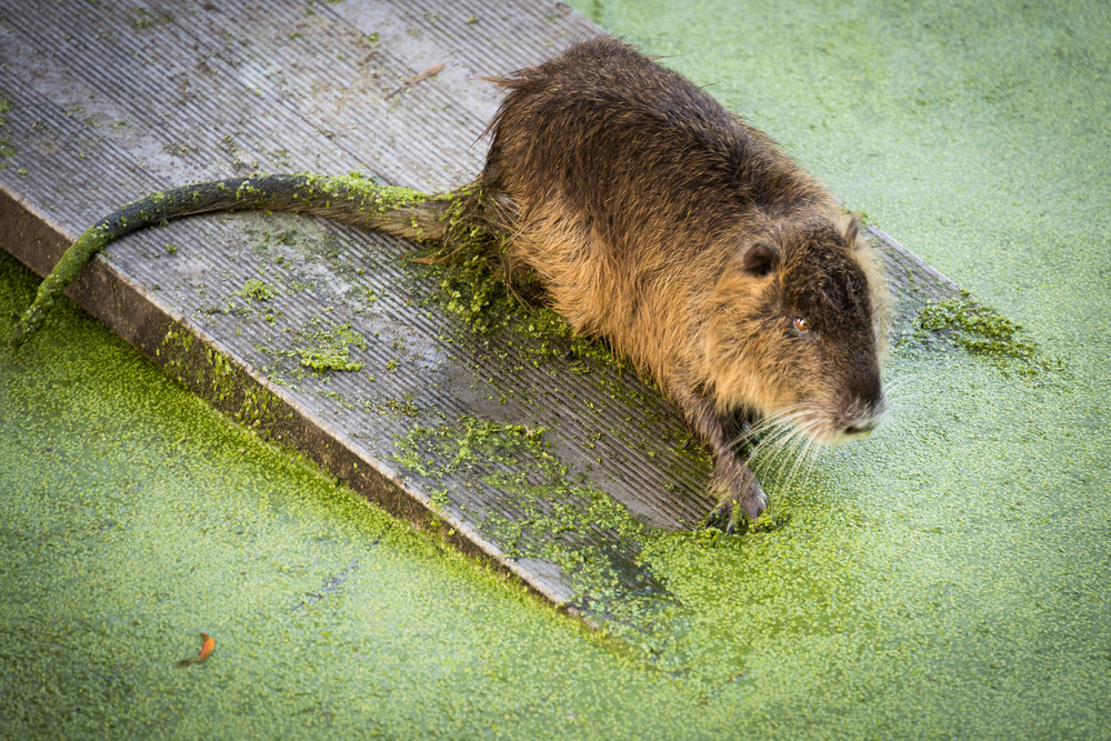 Nutria, Coypu Dimensions & Drawings