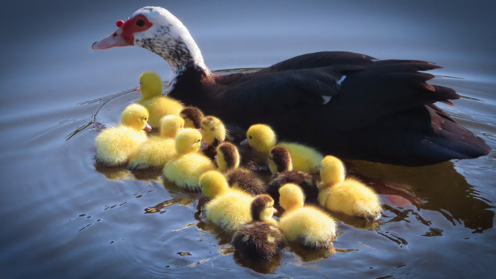 Lafreniere Park Muscovy Duck Family Photography Collection
 | Eugene L Brill