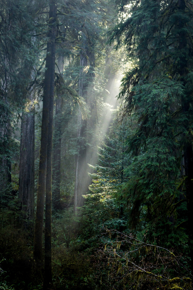 Sunbeams In The Redwood Forest Photography Art | Catherine Balck Photography