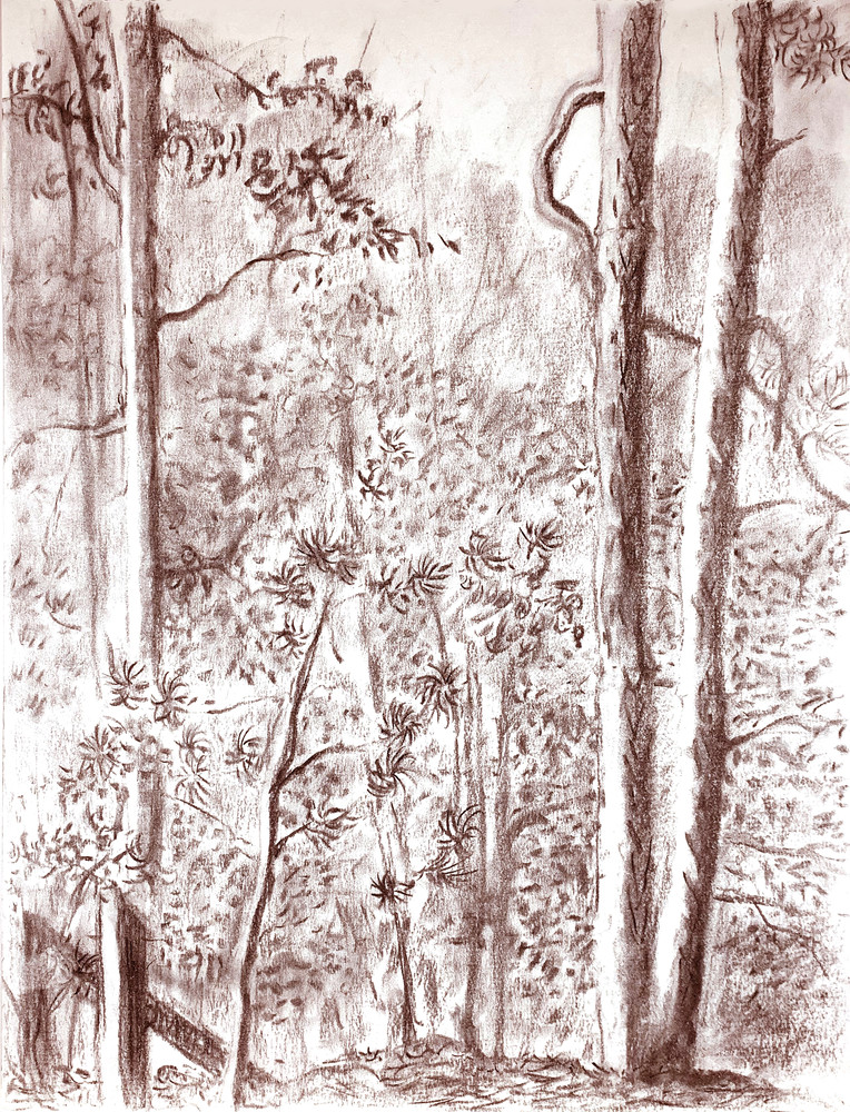 View Through The Trees   Sepia (Charcoal) Art | Valerie Larson Art & Design