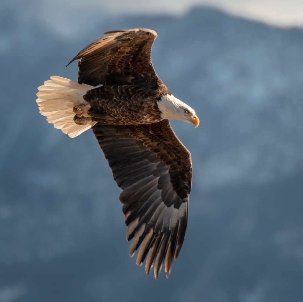 Eagle on the Yellowstone