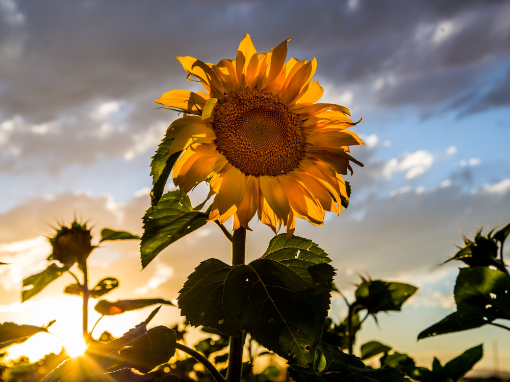 Fine Art Photography of Sunflower Fields in Northen Colorado