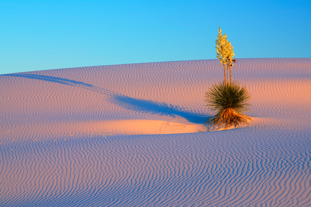 Yucca Sunset Photography Art | Greg Gawlowski Photography