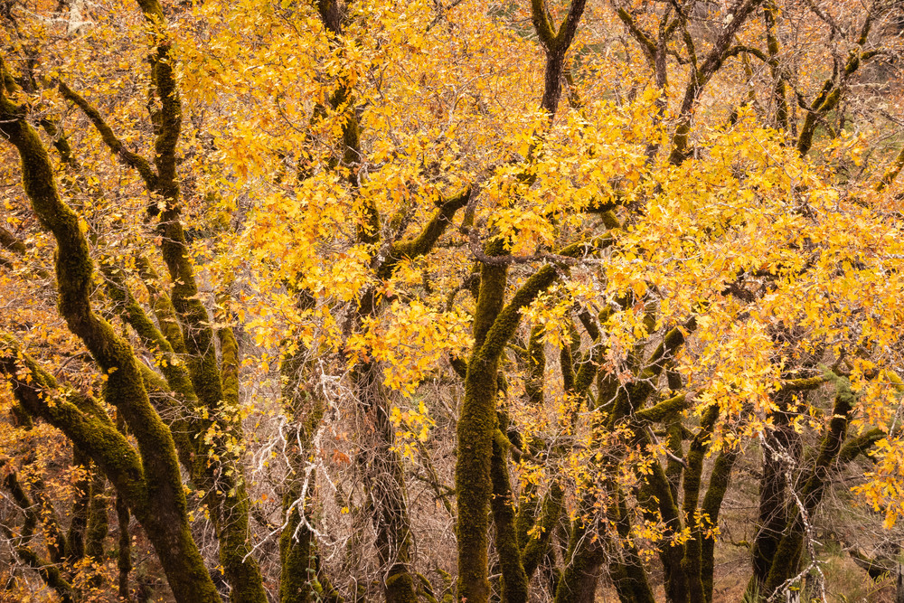 Fall color in the oaks in Anderson Valley.