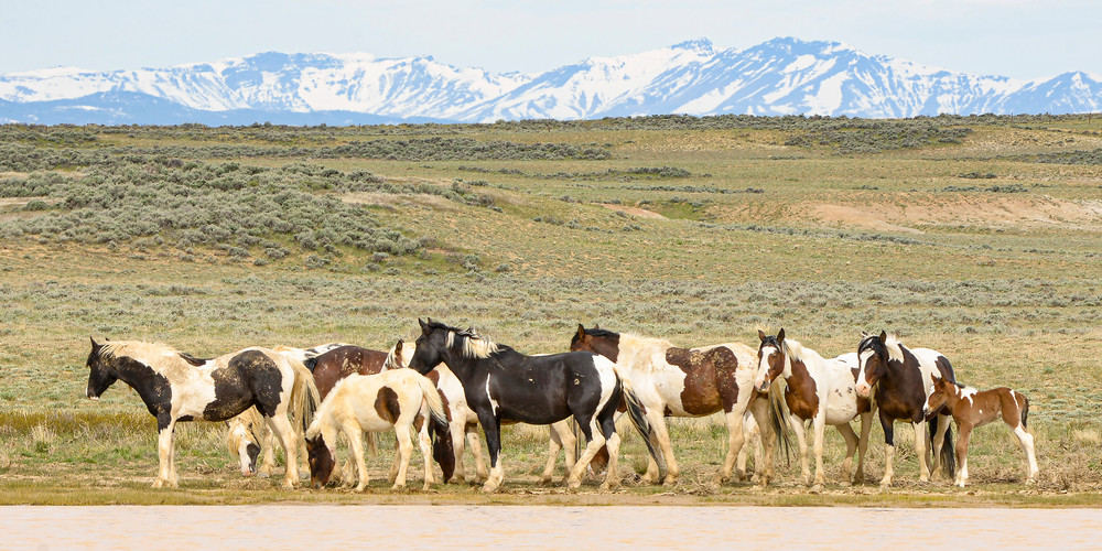 Vo  Mustang Family At The Watering Hole Art | Open Range Images