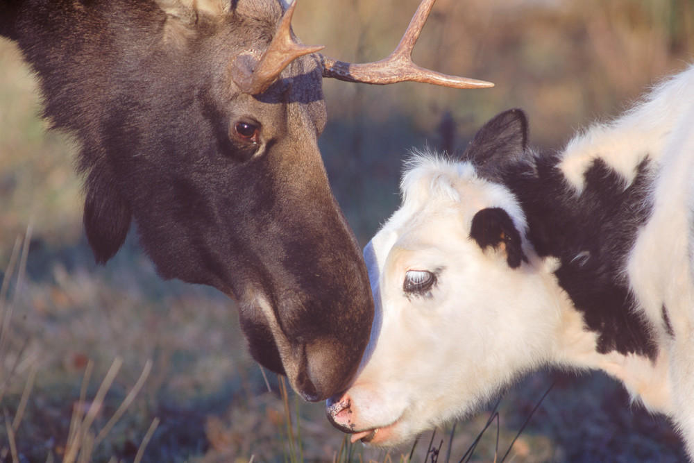 Bull Moose and Heifer