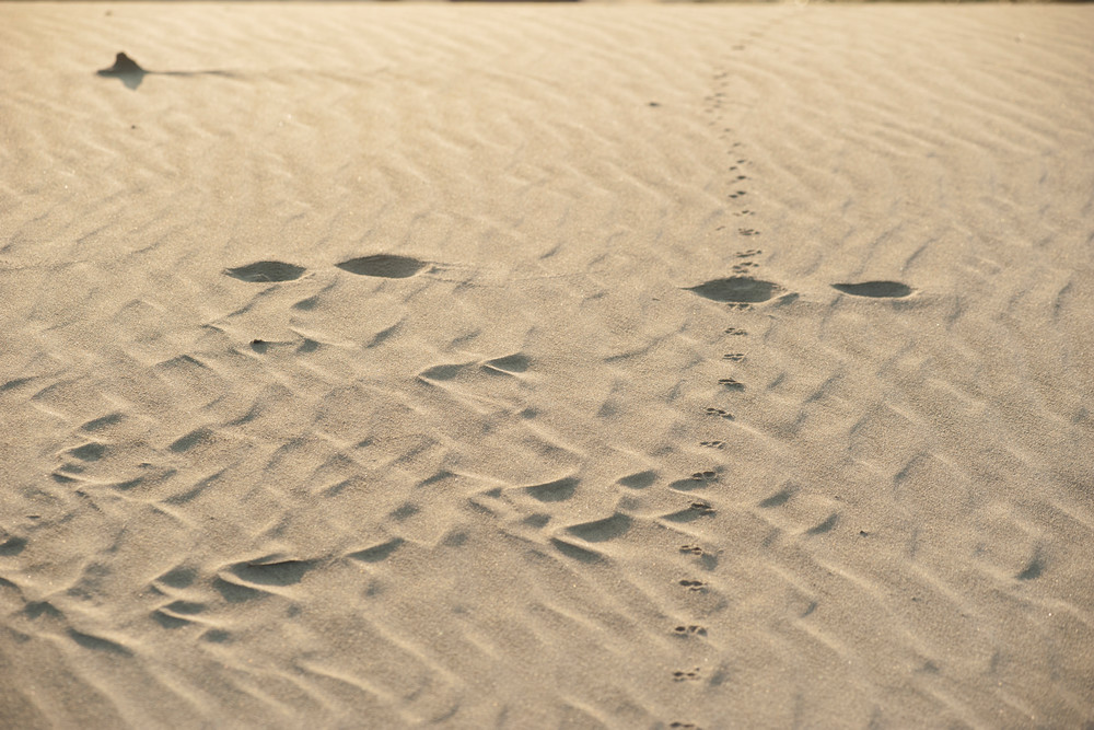Animal Tracks Create Footprints in the Sand | Nature Photography