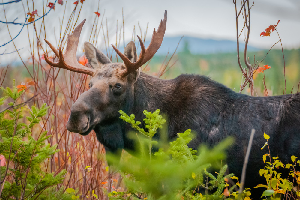Moosehead Bull Photography Art | Monteux Gallery