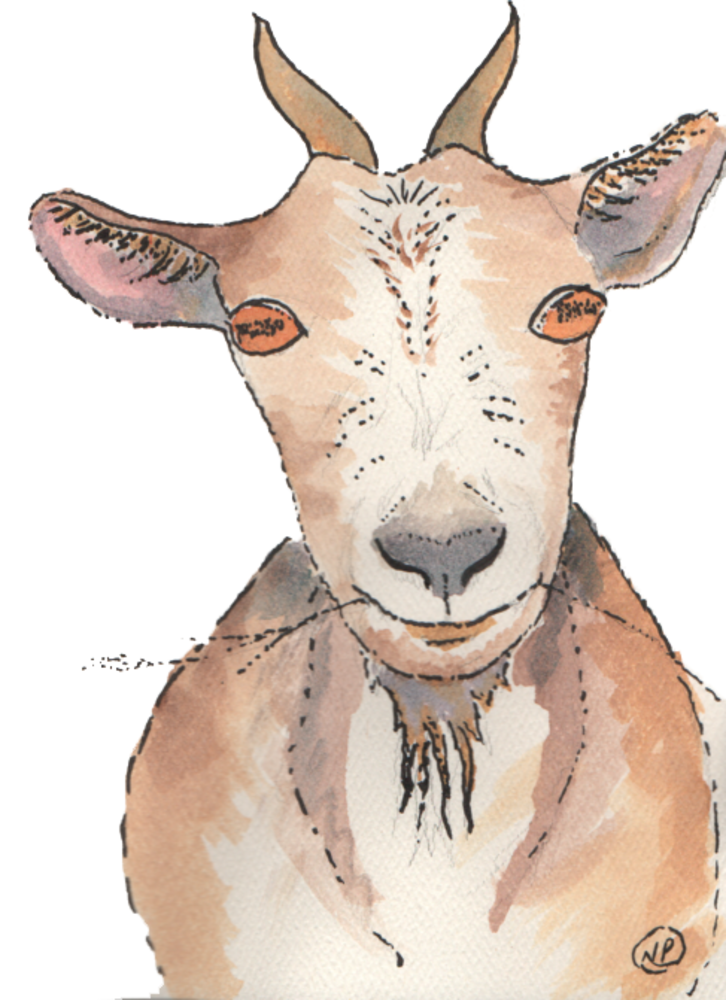 Grinning Goat Art | Color Splash Ranch