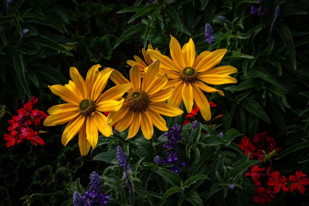 Denver Botanic Gardens 7 11 20 7 Photography Art | Steve Rotholz Photography