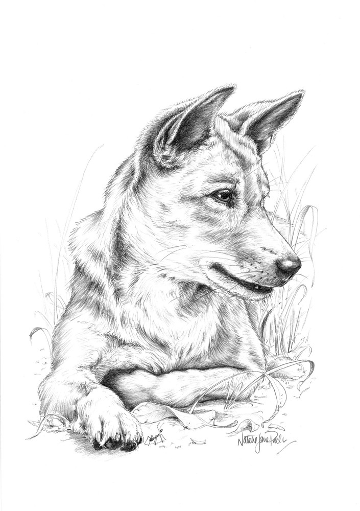 Dingo (Canis familiaris) Graphite Pencil Drawing Australian Wildlife Art by Natalie Jane Parker