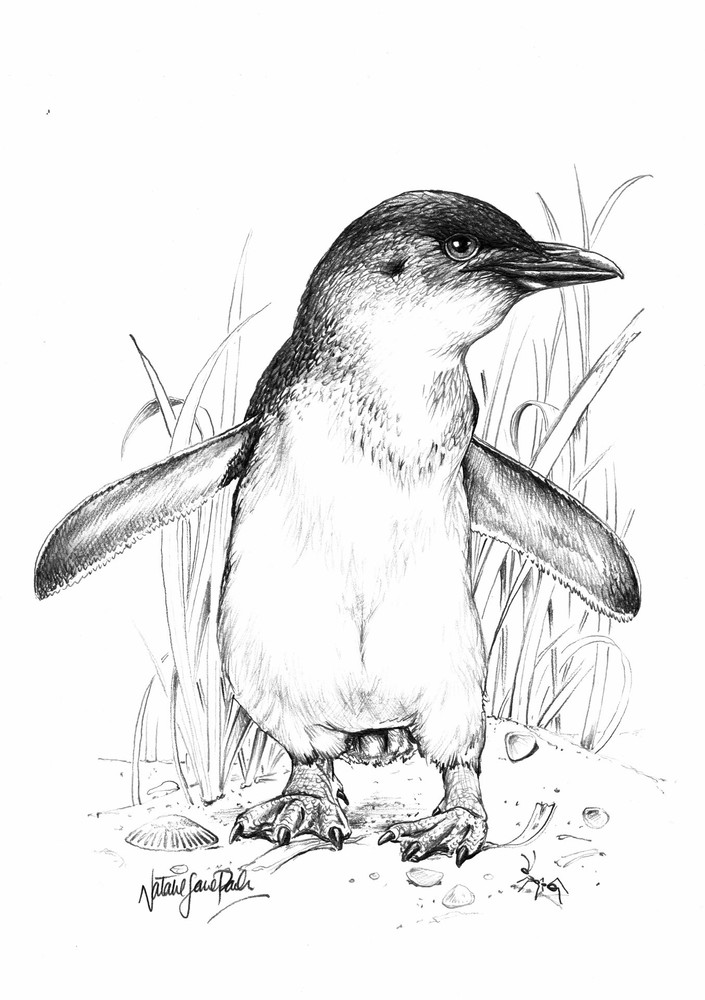Penguine family Drawings / Sketch by Claudia Luethi alias Abdelghafar -  Artist.com