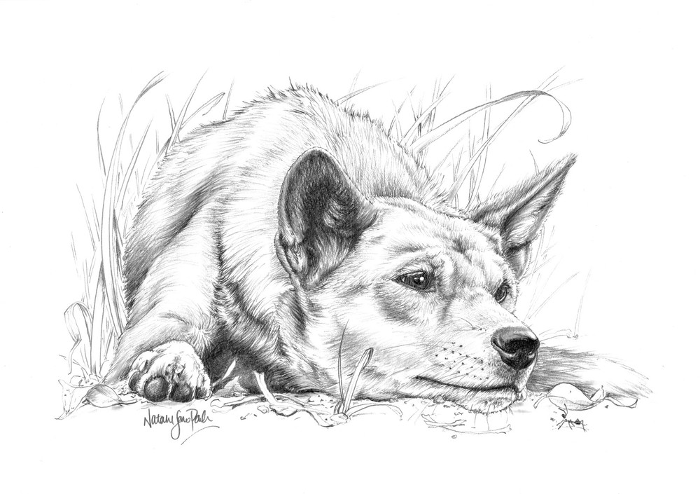 Dingo (Canis familiaris) Graphite Pencil Drawing Australian Wildlife Art by Natalie Jane Parker