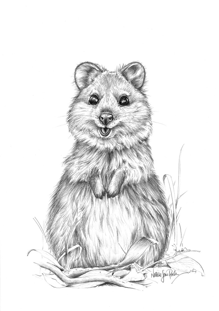 Quokka (Setonix brachyurus) Graphite Pencil Drawing Australian Wildlife