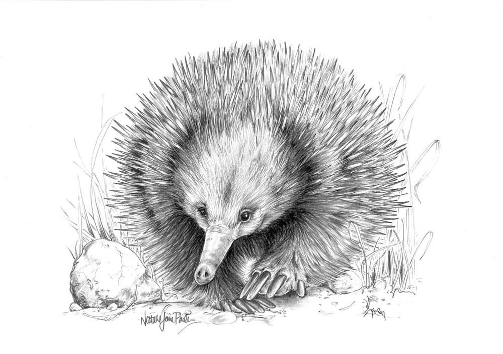 Shortbeaked Echidnas (Tachyglossus aculeatus) Graphite Pencil Drawing