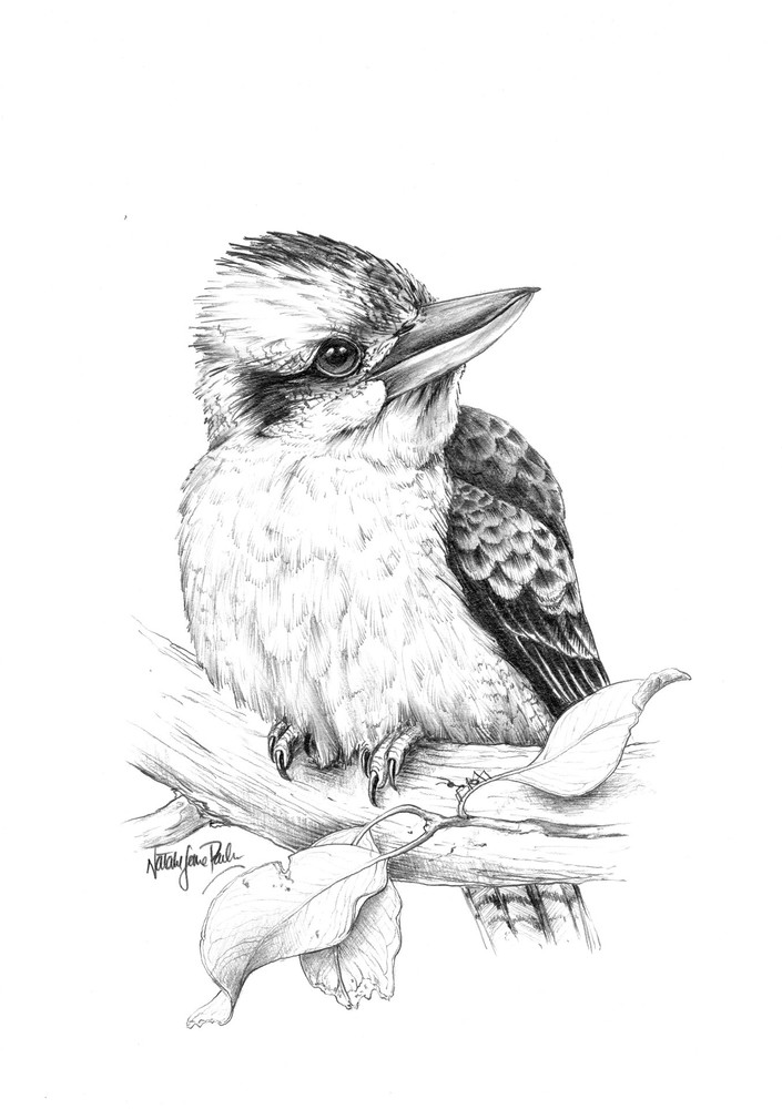 Aussie Songster Kookaburra Pencil Drawing