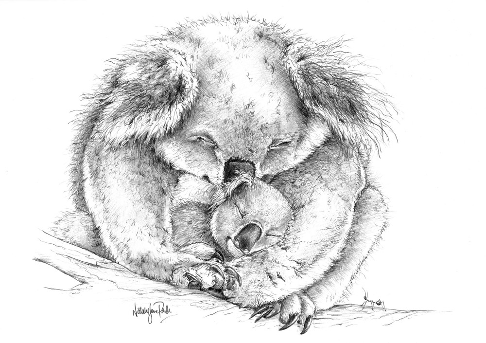 Koala (Phascolarctos cinereus) and joey Graphite Pencil Drawing Australian Wildlife Art by Natalie Jane Parker