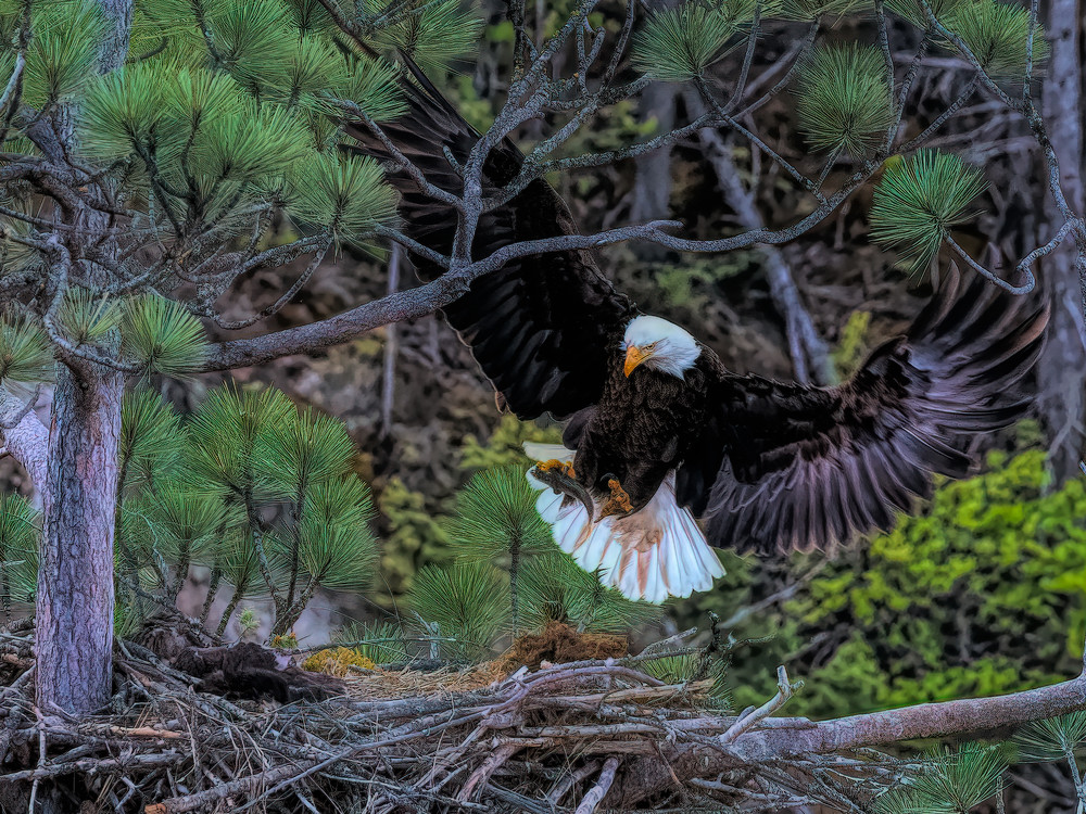 Bald Eagle Food Delivery Art | Keith Taylor Photography