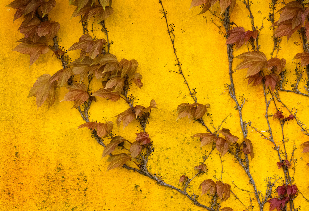Vo Leaves On Gold Art | Open Range Images