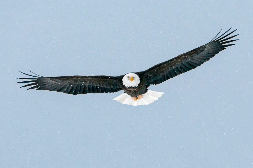 Bald Eagle in Flight in Snow