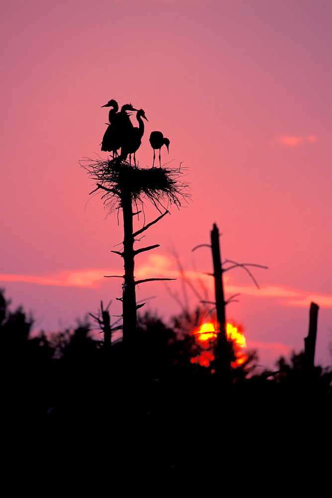 Great Blue Heron Sunset