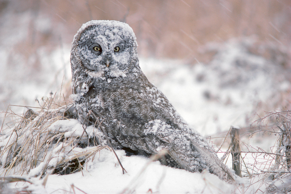 Great Gray Owl in Snow