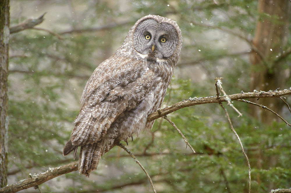 Great Gray Owl on Branch