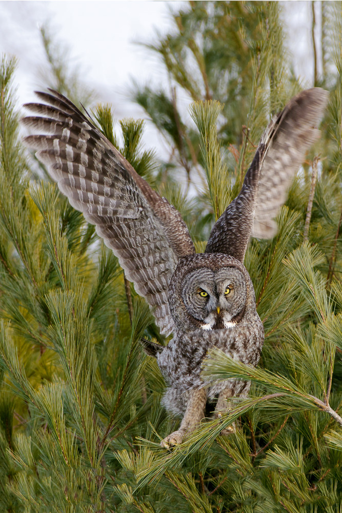 Great Gray Owl Take Off