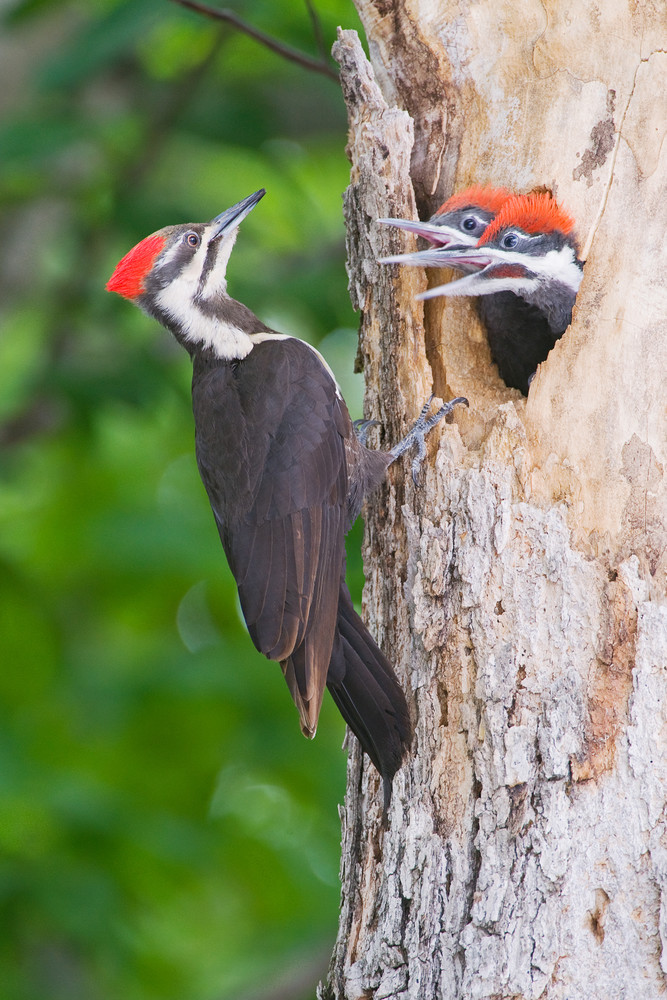 Woodpeckers Combo Track from Woodpeckers