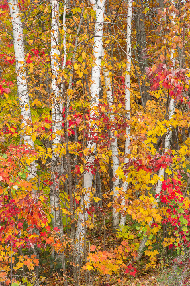 Birches in Fall Color