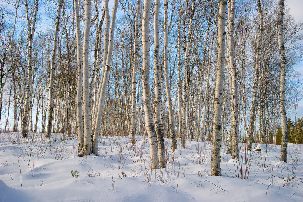 Birch Grove in Winter