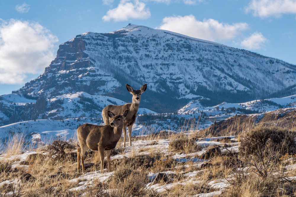 Jim Mountain And Mule Deer Photography Art | SnowMoon Ink, LLC
