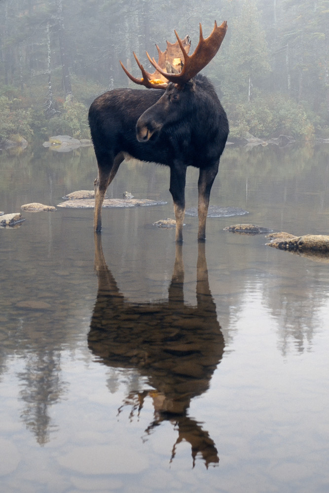 Bull Moose and Reflection