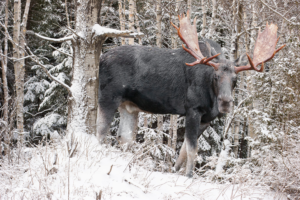 Bull Moose Behind Snowy Birches